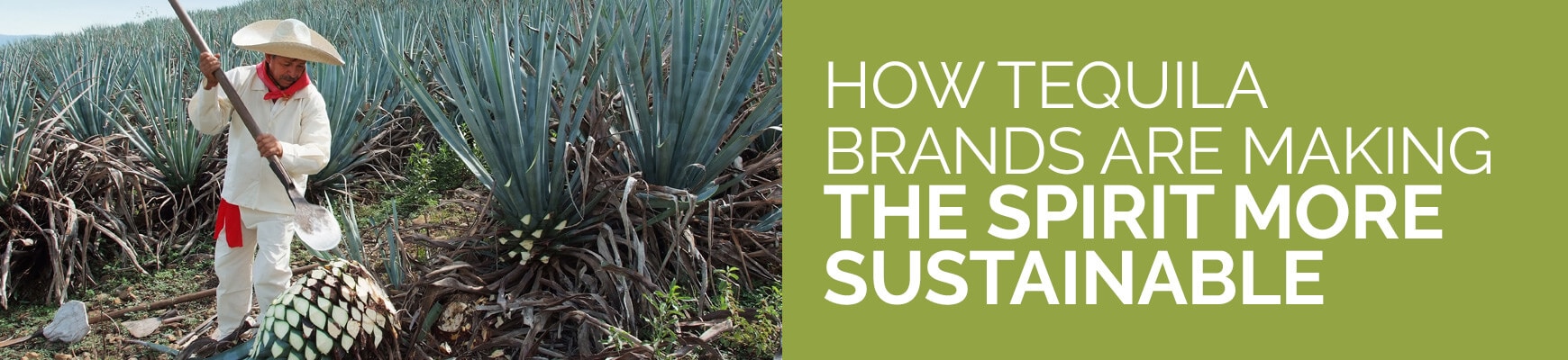 How Tequila Brands are Making The Spirit More Sustainable