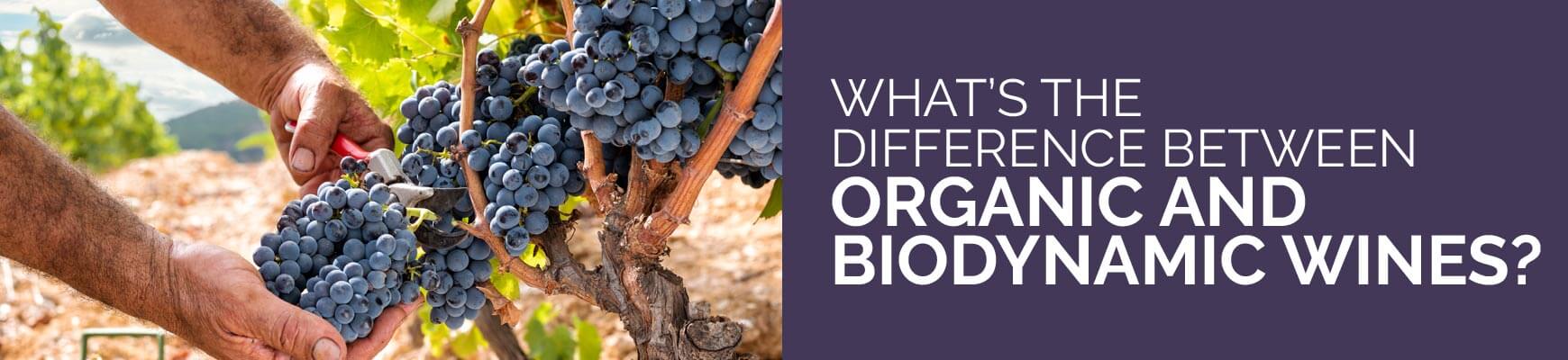 What's the difference between organic and biodynamic wines?