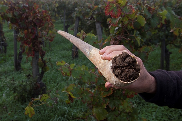 Cow manure in a cow horn use to help treat the soil in a biodynamic vineyard for better quality fruit in the wine.