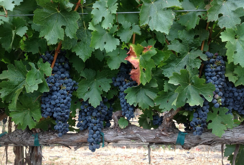Vineyards in Bordeaux, France