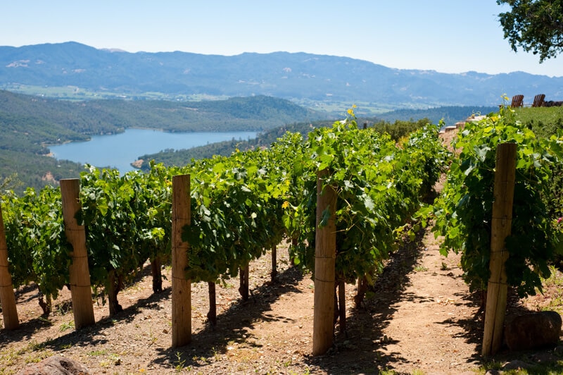 Image of a vineyard in Napa Valley, California.