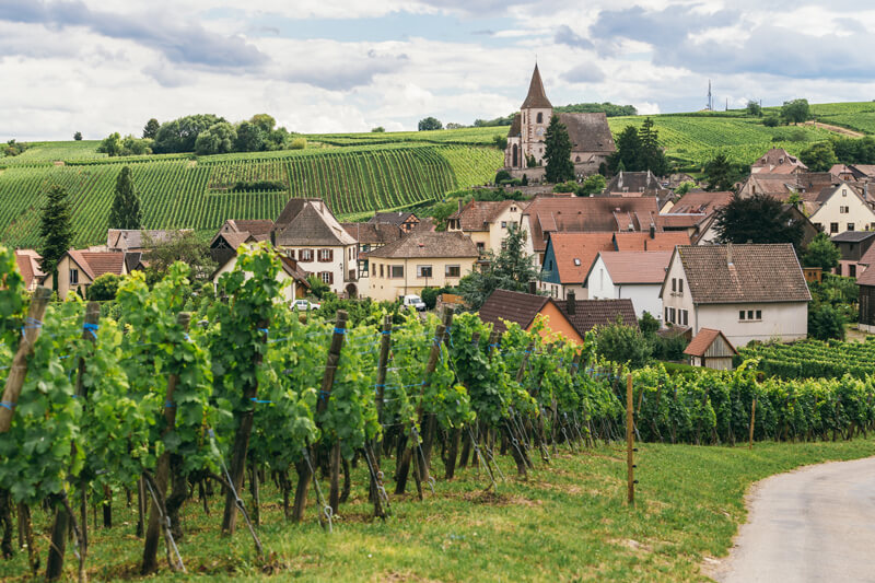 Image of a vineyard in Burgundy, France.