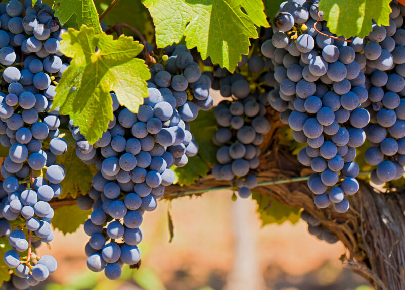 Plump, dark blue Merlot grapes on a vine. Merlot grapes are the most widely planted grape in the Bordeaux wine region.