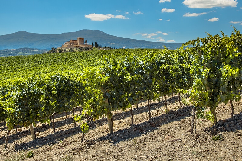 A vineyard growing Pinot Grigio grapes sits on the rolling hills of a wine estate.