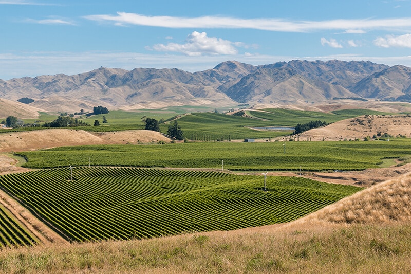New Zealand vineyards in Marlborough region