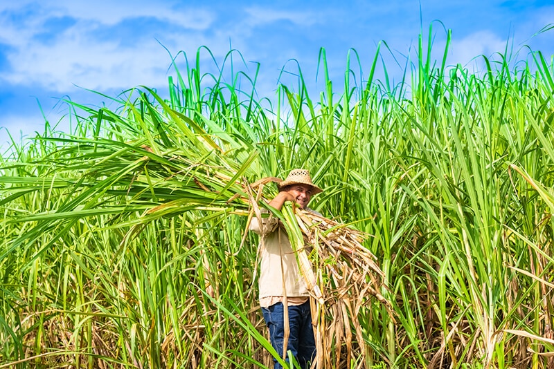 Harvesting Sugarcane in Santa Clara Cuba