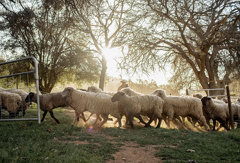 Clay Shannon Vineyard Sheep